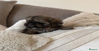 Shih Tzu dogs KC standard Shihtzu pups  - Advert 2