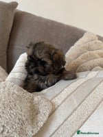 Shih Tzu dogs KC standard Shihtzu pups - Advert 2