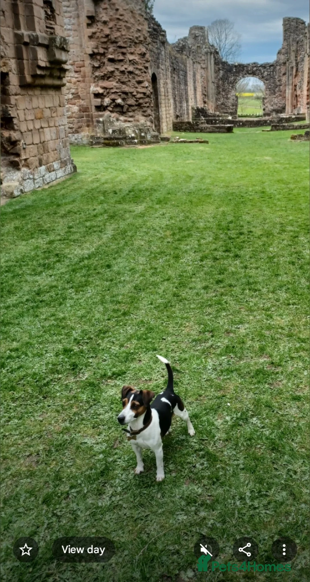 Jack Russell dogs for stud: For stud in Telford - Advert 2