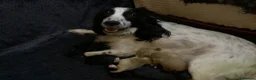 Cocker Spaniel dogs for sale: Cocker spaniel pups  - Advert 3