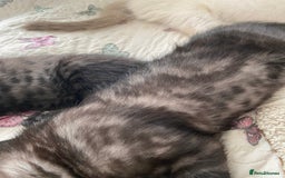 Norwegian Forest Cat cats for sale: Norwegian Forest X BSH - Image 7