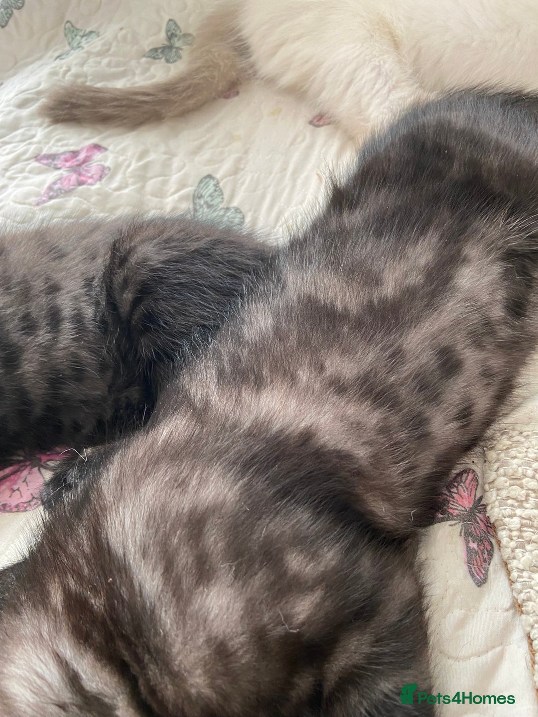 Norwegian Forest Cat cats for sale: Norwegian Forest X BSH - Image 7