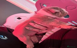 English Bulldog dogs for sale: Beautiful litter of blue fawn English bulldogs - Image 9