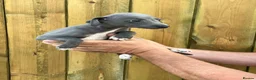 Mixed Breed dogs for sale: Italian greyhound whippet pups  - Advert 3