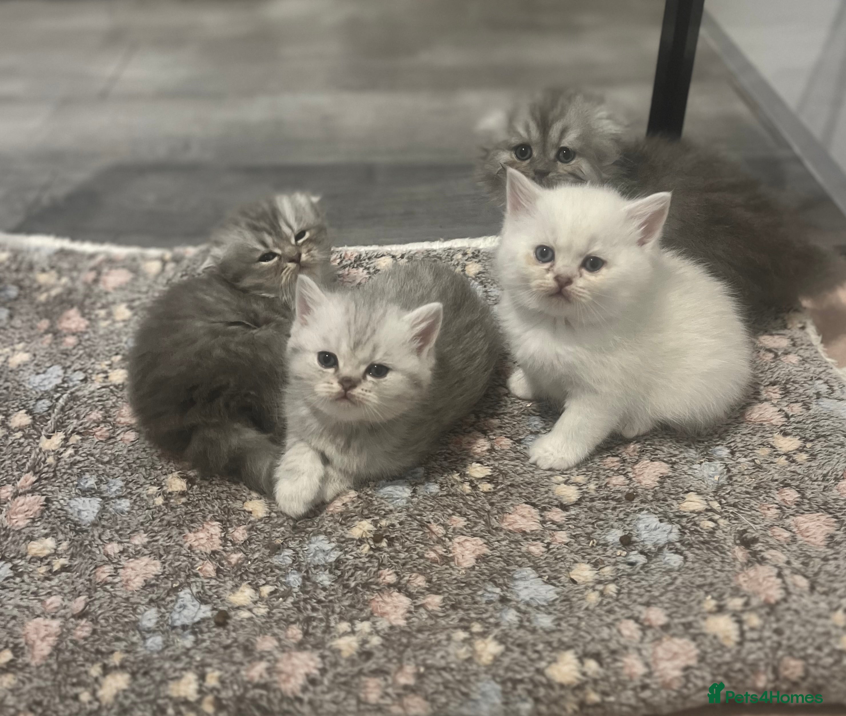 Scottish Fold cats Scottish straight and fold kittens - Advert 10