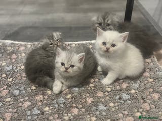 Scottish Fold cats Scottish straight and fold kittens - Advert 10