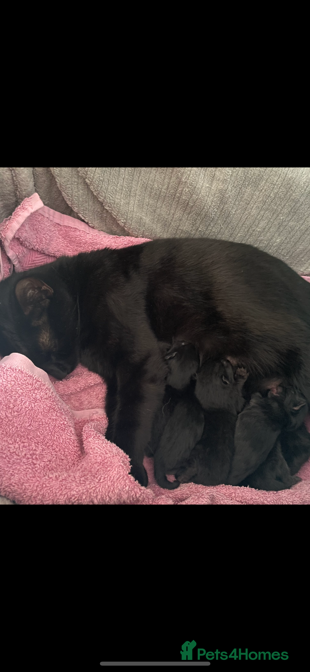 British Shorthair cats for sale: 3 x stunning black 12 week old boys  - Advert 9