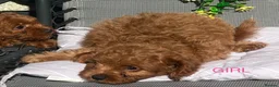 Cavapoo dogs for sale: 3 Beautiful Cavapoo Puppies - Advert 9