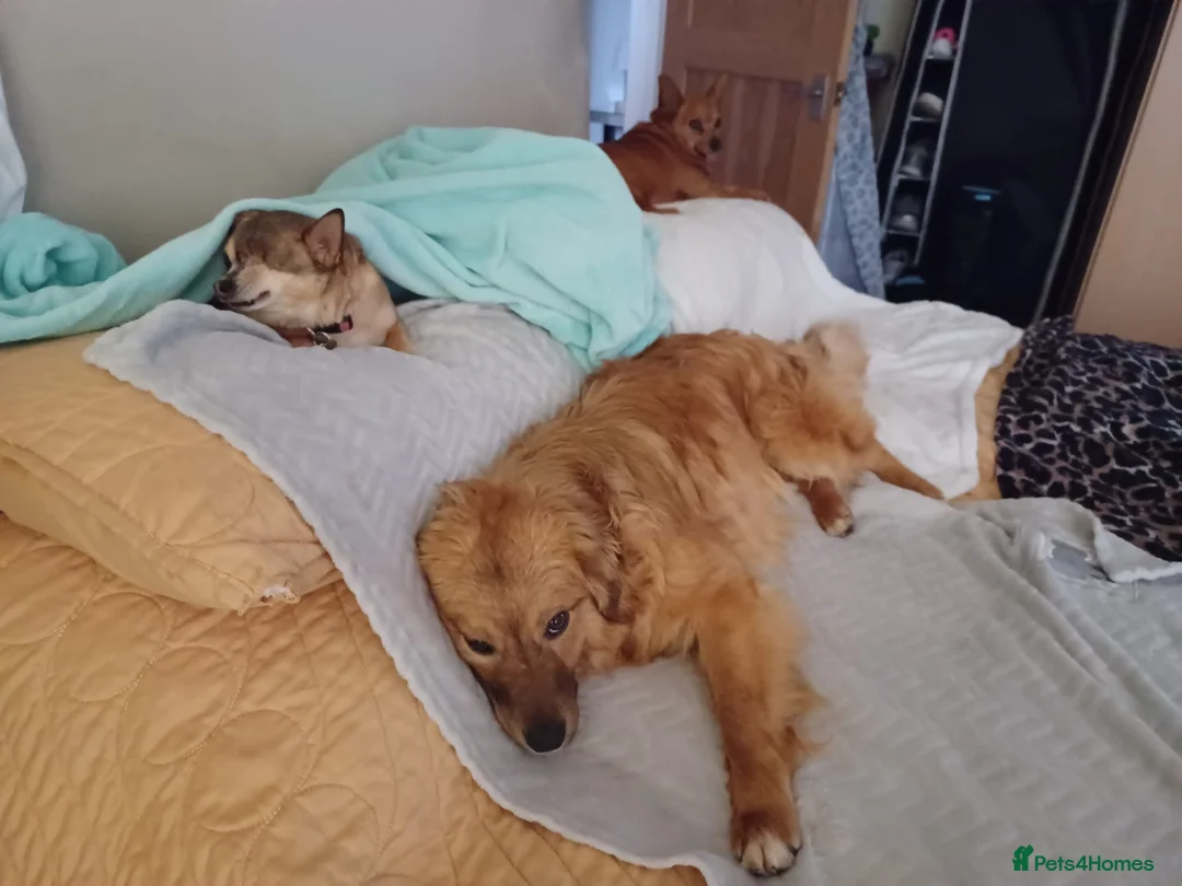 Mixed Breed dogs for adoption: Tomaso  - Advert 4