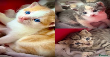 Mixed Breed cats - Advert 3