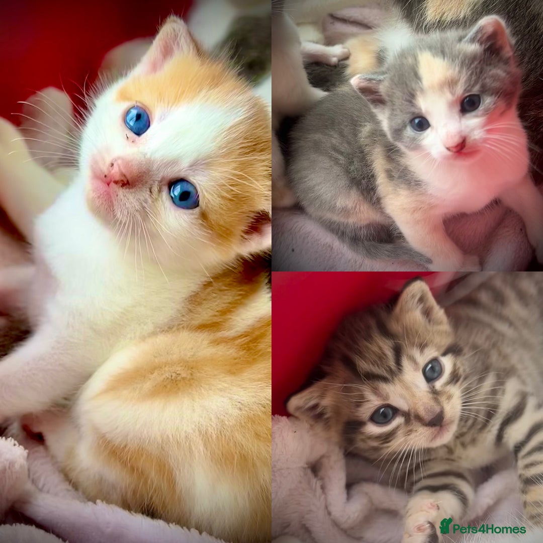 Mixed Breed cats for sale: Kittens.. Ready to reserve.  - Image 1