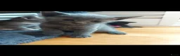Mixed Breed cats for sale: 5 lovely kittens 😸 ♥️  - Advert 24