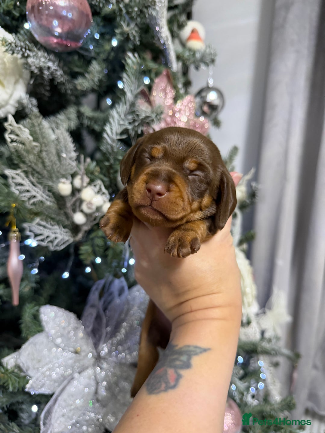 Miniature Dachshund dogs for sale: Stunning minature dachshunds  - Advert 16