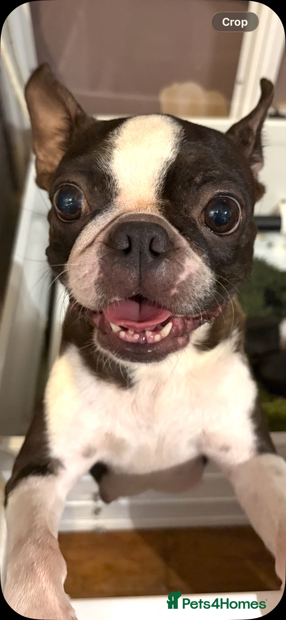 Boston Terrier dogs Kc reg Boston terriers  - Advert 2