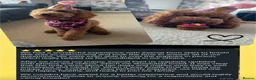Mini Goldendoodle dogs for sale: Waiting list- F1BB Miniature Goldendoodle puppies  - Advert 4