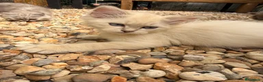 Polar boy
