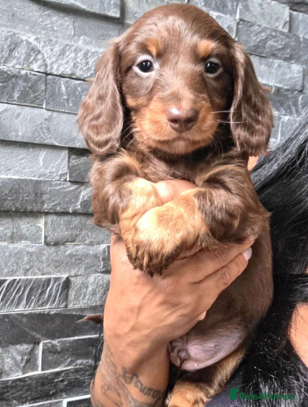 Miniature Dachshund dogs True Long Hair Minature Dachshunds - Advert 17