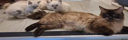 Ragdoll cats for sale: Ragdoll Kittens - Advert 2