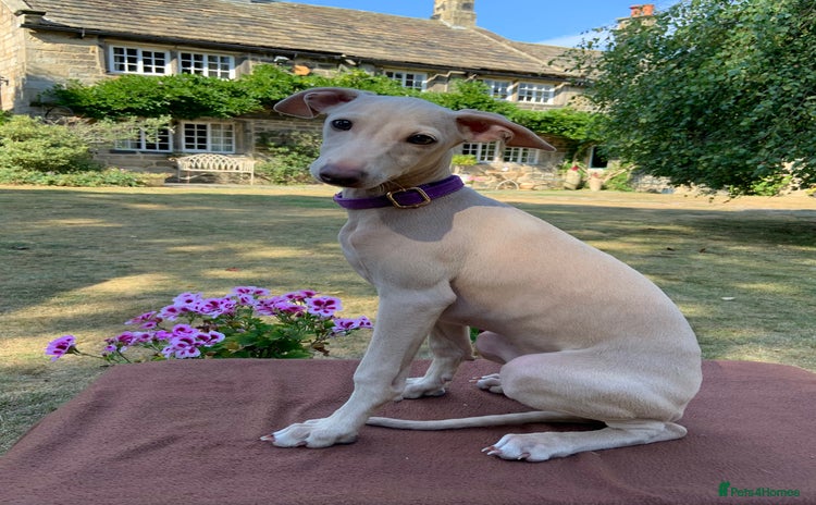 Italian Greyhound dogs in Leeds - Advert 8