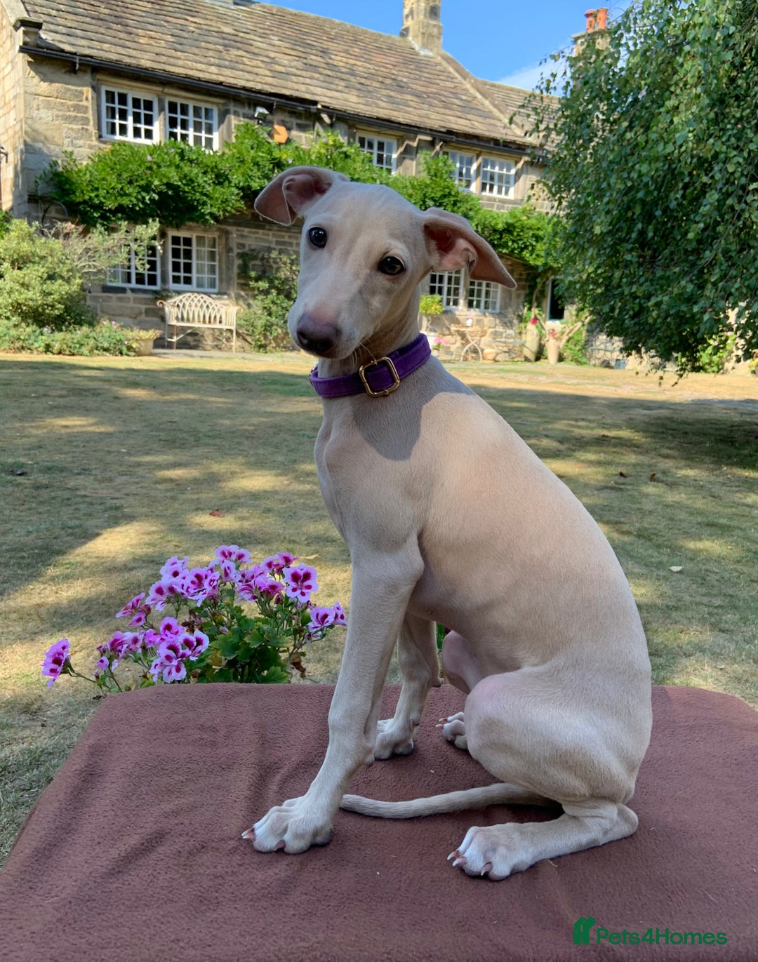 Italian Greyhound dogs for sale: Italian greyhound puppies KC reg European Lineage in Leeds - Image 6