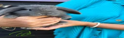 French Lop rabbits for sale: French lops  - Advert 10