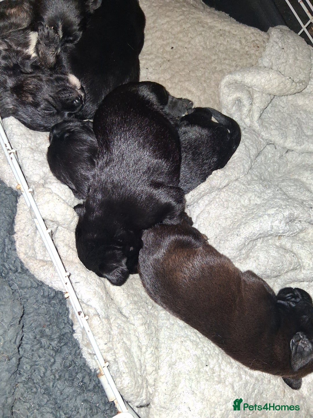 Mixed Breed dogs for sale: 5 staff x cockapoo pups  - Advert 14