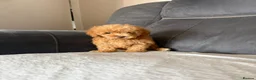 Toy Poodle dogs for sale: Toy poodle - Advert 6