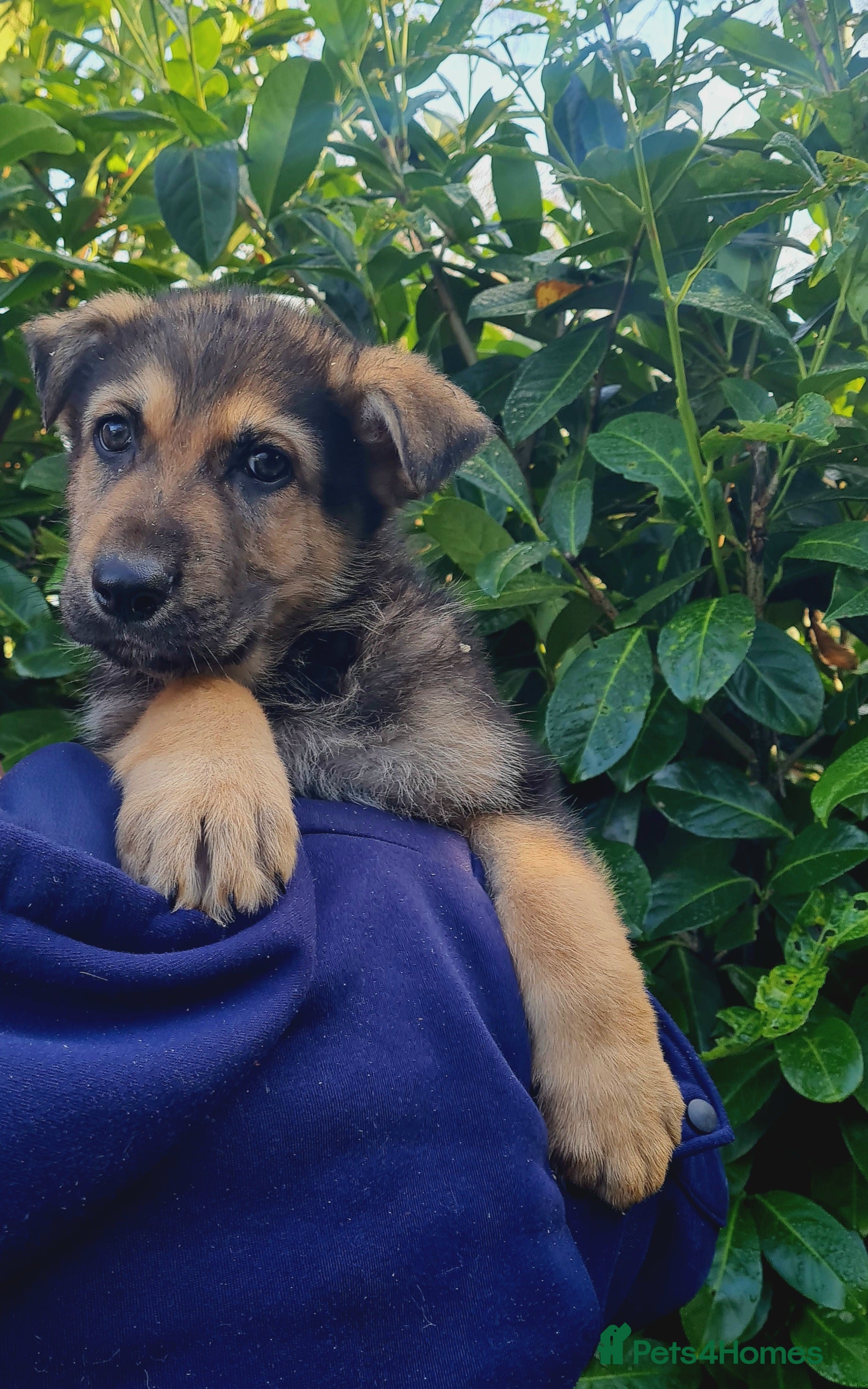 German Shepherd dogs German Shepherd Puppies For Sale - Advert 4