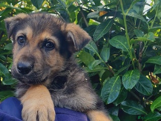 German Shepherd dogs German Shepherd Puppies For Sale - Advert 9