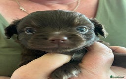 Chihuahua dogs for sale: Rare chocolate chihuahua puppies - Image 18