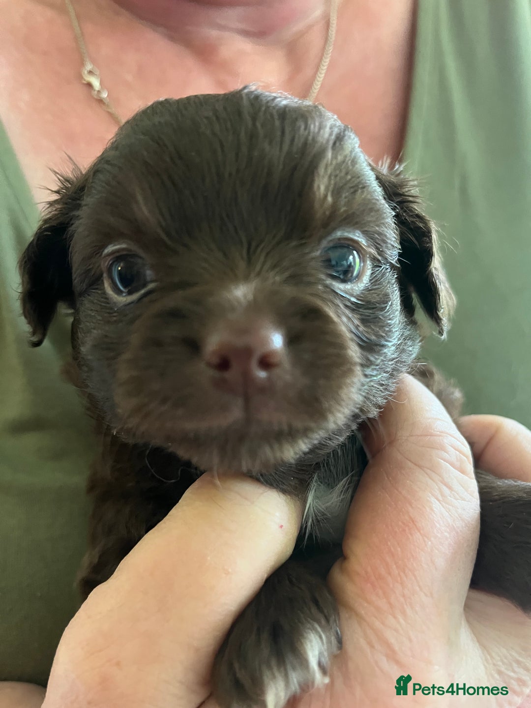 Chihuahua dogs for sale: Rare chocolate chihuahua puppies - Image 18