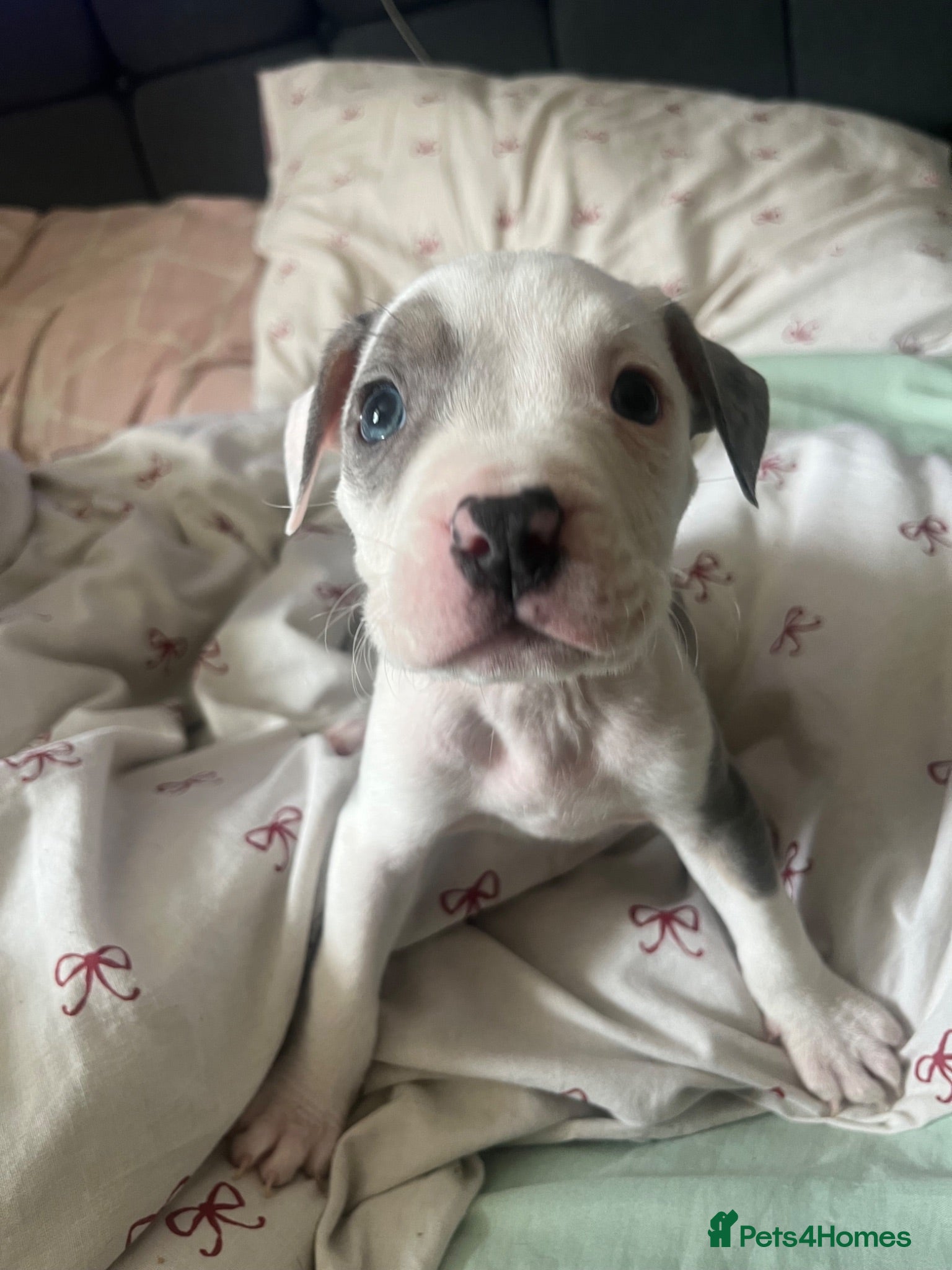 Mixed Breed dogs Staff x American bulldog puppy’s  - Advert 1