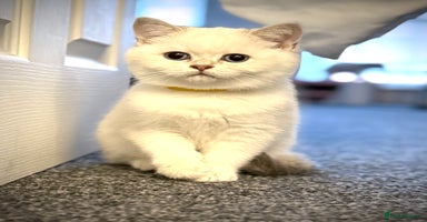 Scottish Fold cats 😻Pure breed Stunning Scottish straight angels 😻 - Advert 3
