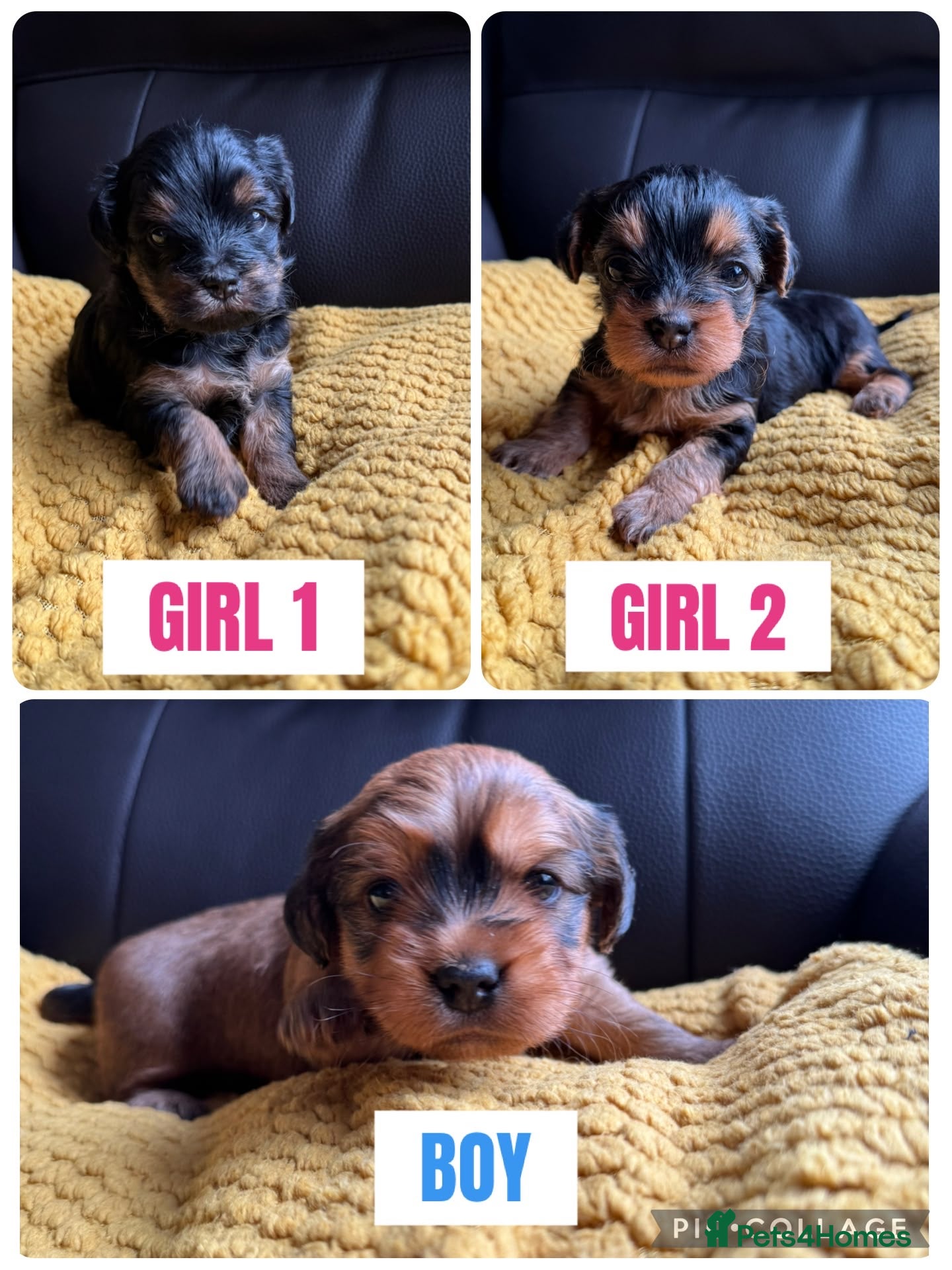 Mixed Breed dogs 3 Lhasapoo x Yorkshire terrier for sale  - Advert 1
