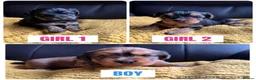 Mixed Breed dogs for sale: 3 Lhasapoo x Yorkshire terrier for sale  - Advert 1