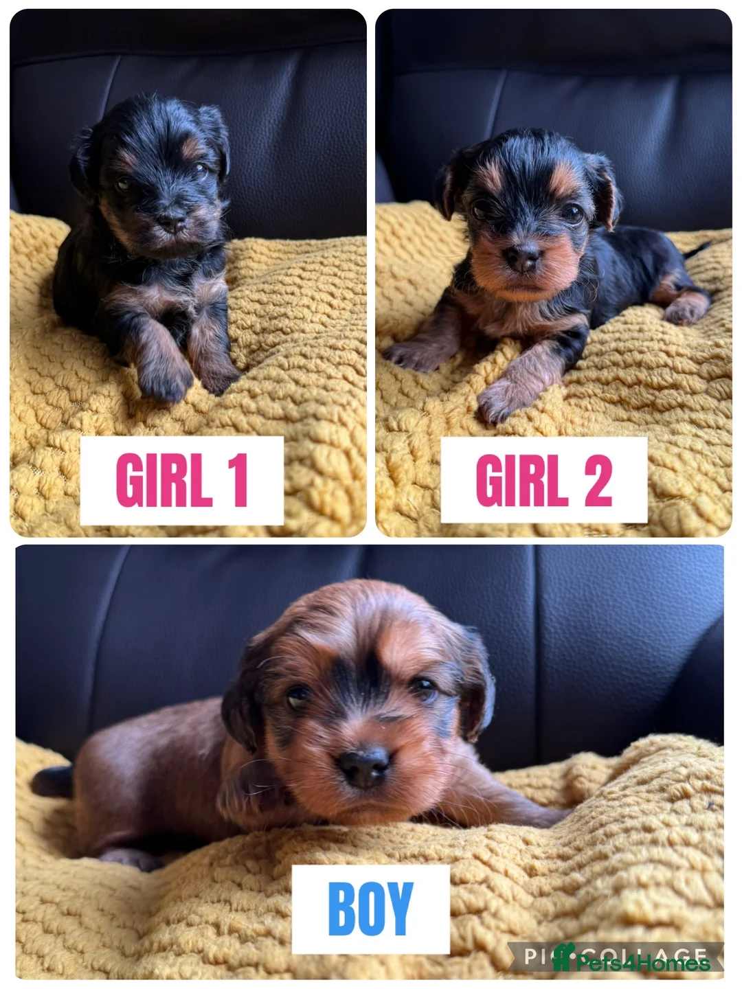 Mixed Breed dogs for sale: 3 Lhasapoo x Yorkshire terrier for sale  - Advert 1