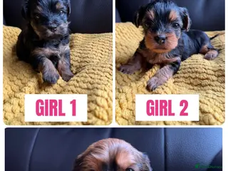 Mixed Breed dogs 3 Lhasapoo x Yorkshire terrier for sale - Advert 2