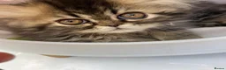 Persian cats for sale: Registered Pure Persian Kittens  - Advert 4