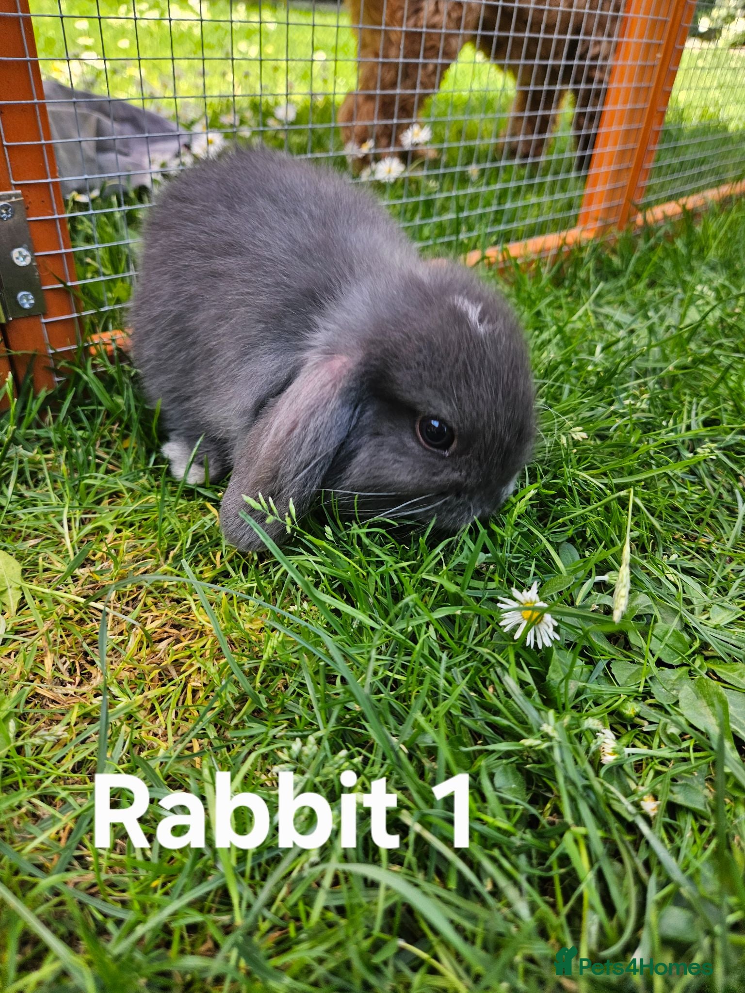 Mini Lop rabbits 🐰 Adorable Mini Lop Baby Rabbits Ready Soon 🐰 - Advert 2