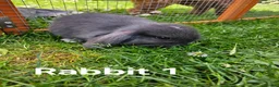 Mini Lop rabbits for sale: 🐰 Adorable Mini Lop Baby Rabbits Ready Soon 🐰 in Harwich - Advert 2