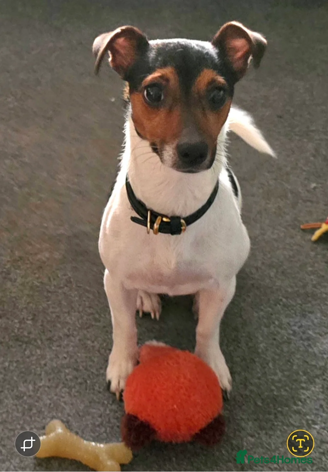 Jack Russell dogs for sale: Traditional short legged Jack Russell Puppies in Market Harborough - Advert 15