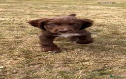 Sprocker dogs for sale: Sprocker pups  - Image 4