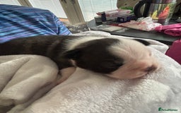 Boston Terrier dogs for sale: Stunning Boston terrier puppies - Image 6