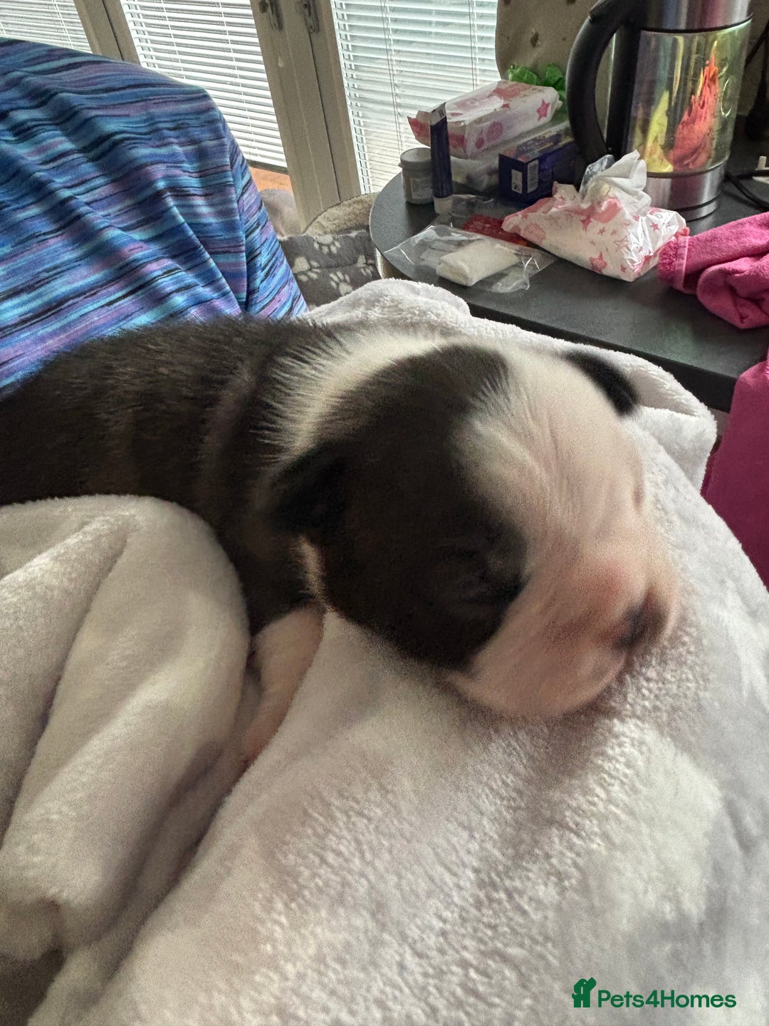 Boston Terrier dogs for sale: Stunning Boston terrier puppies - Image 6
