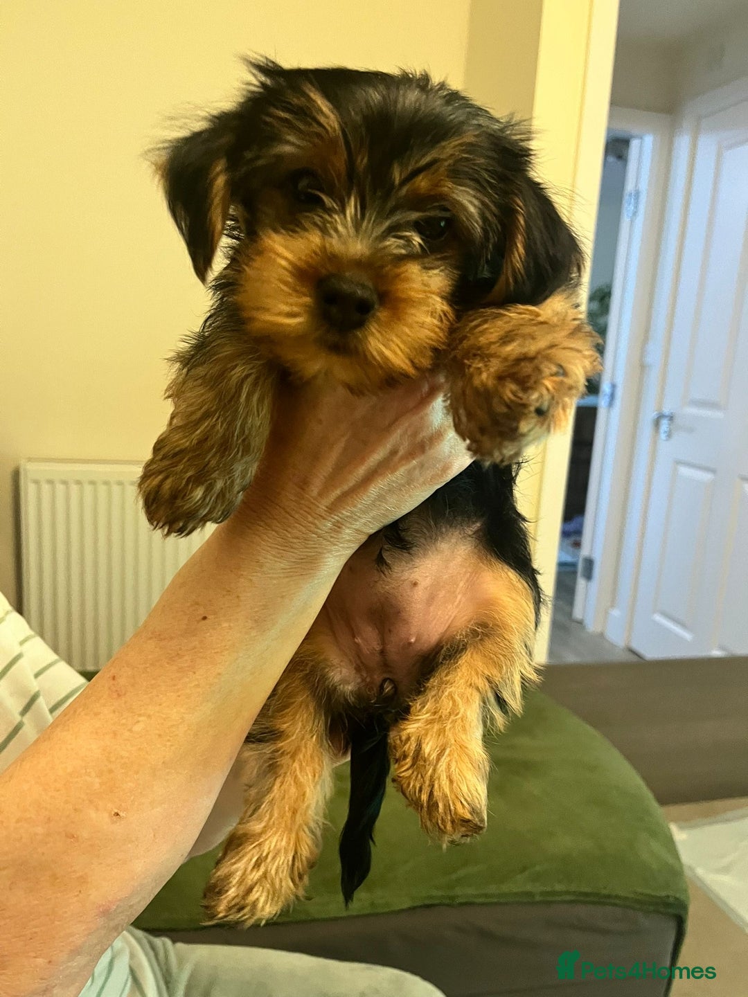Yorkshire Terrier dogs for sale: Pedigree Yorkshire Terrier Puppies-3 Female  - Advert 3