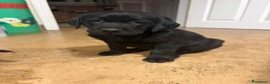 Labrador Retriever 1