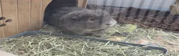 Guinea Pig rodents for sale: 3 guinea pig boys - 10 months old (bonded)  in Liverpool - Advert 4