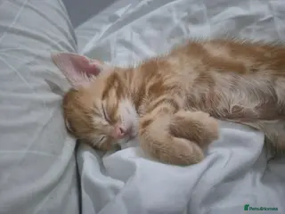 Mixed Breed cats Please read description!! 3 adorable - Advert 13