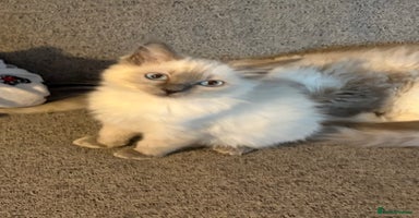 Ragdoll cats - Advert 15