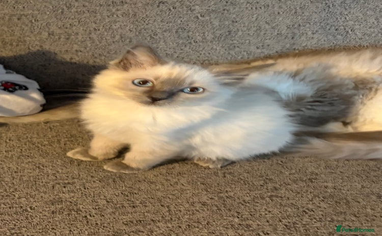Ragdoll cats - Advert 2